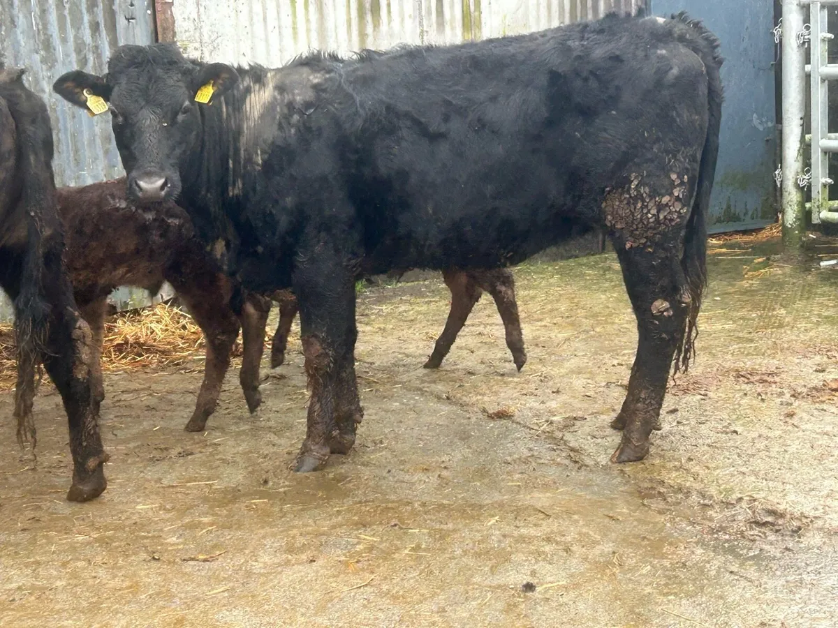 3 first calved limousine heifers - Image 1