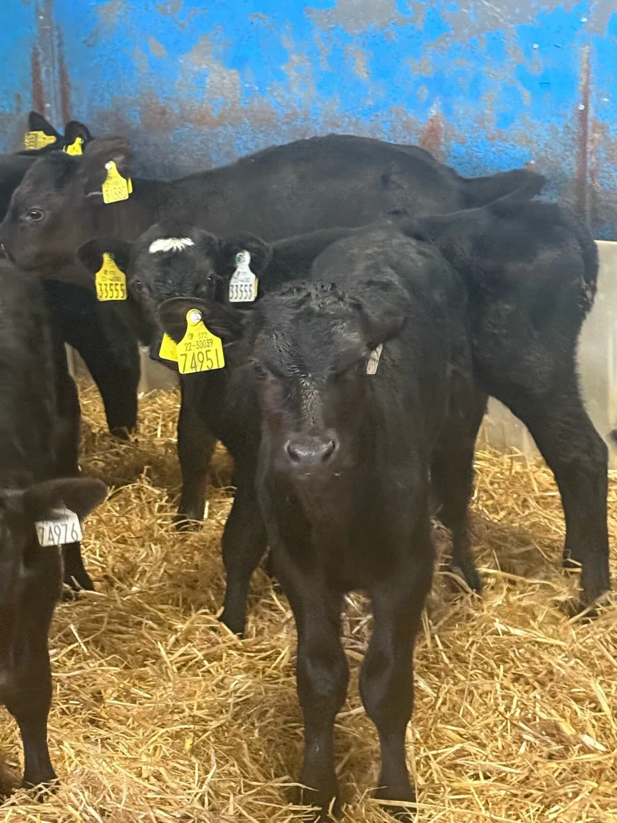 Angus calves - Image 1