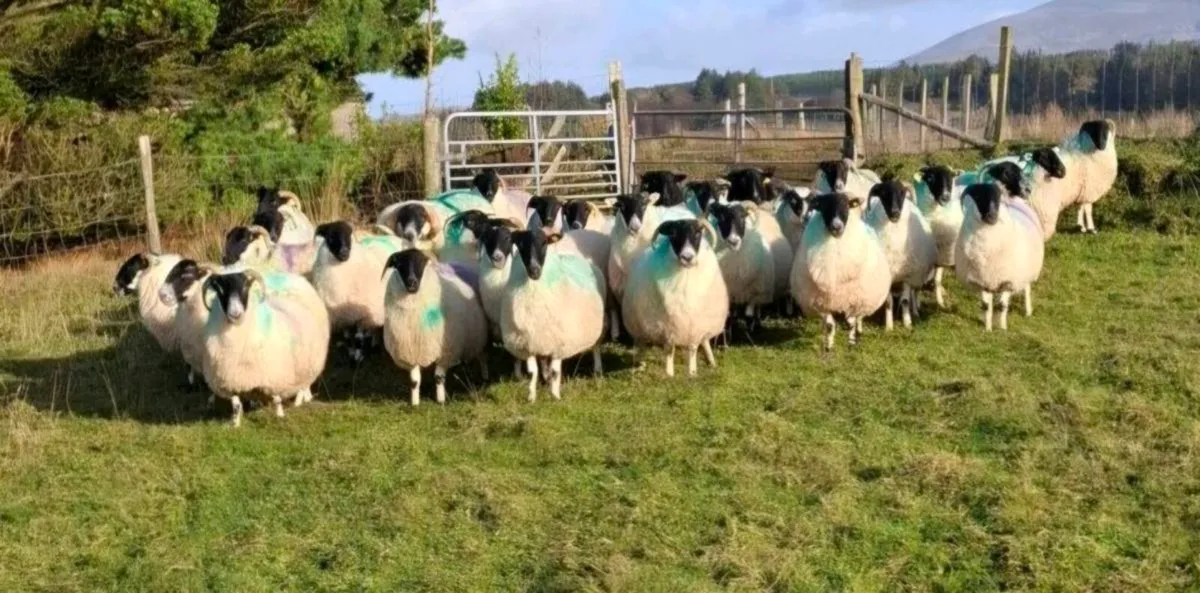 WANTED Horned inlamb ewes wanted - Image 1