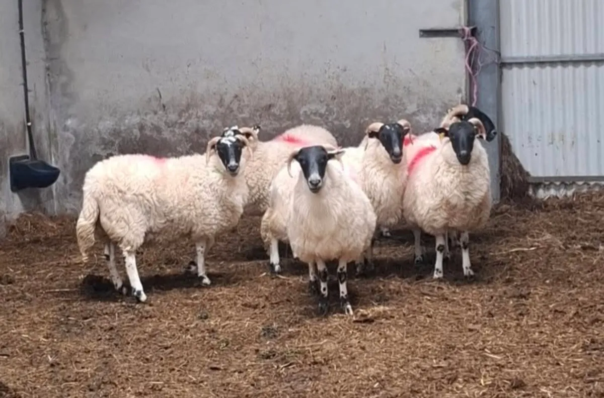 WANTED Horned inlamb ewes wanted - Image 2