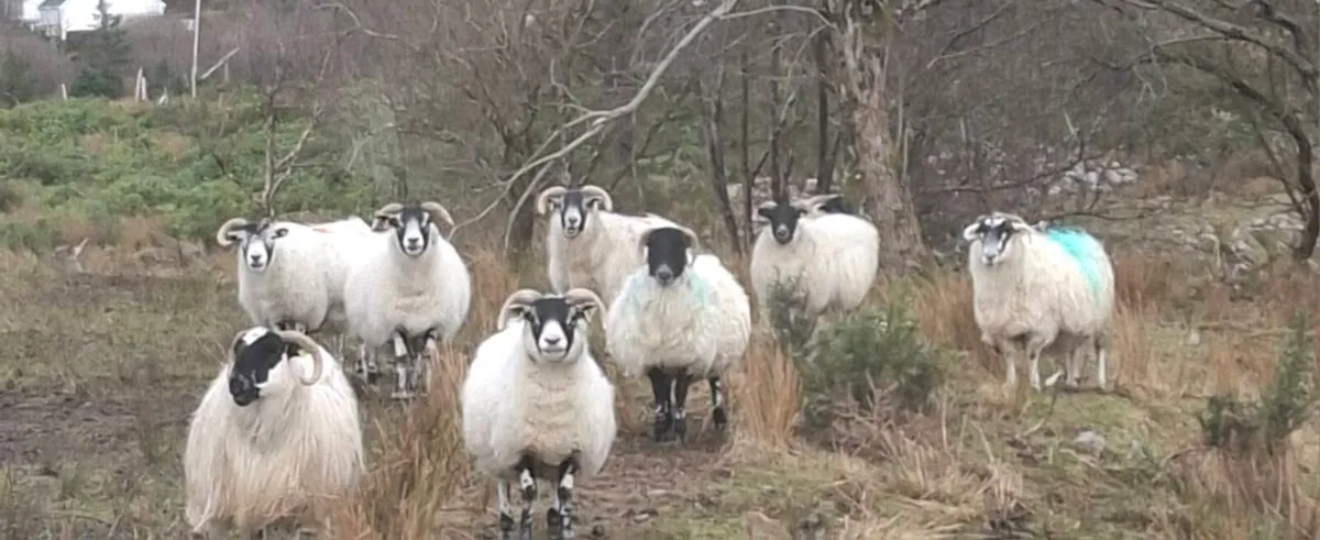 WANTED Horned inlamb ewes wanted - Image 4
