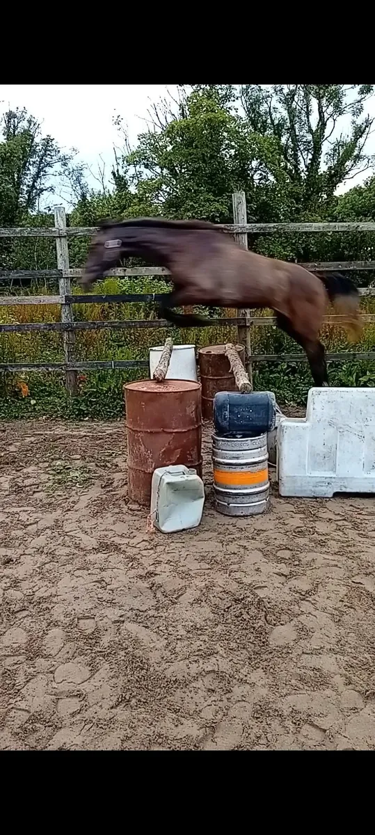 Nice selection of jumping/eventing prospects - Image 4