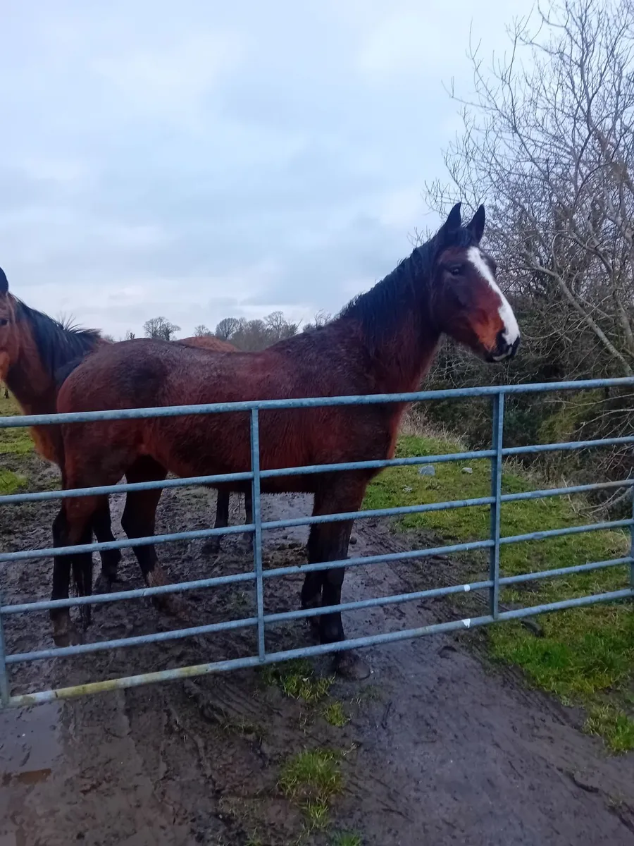 Nice selection of jumping/eventing prospects - Image 2