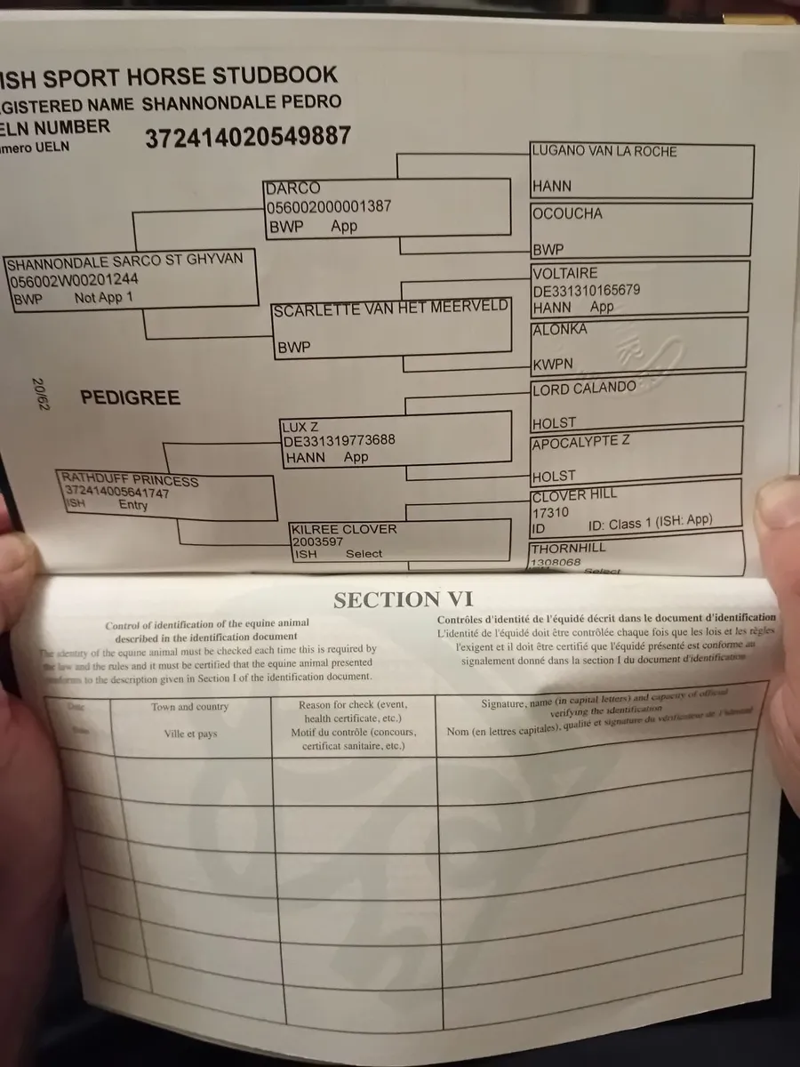 Nice selection of jumping/eventing prospects - Image 3