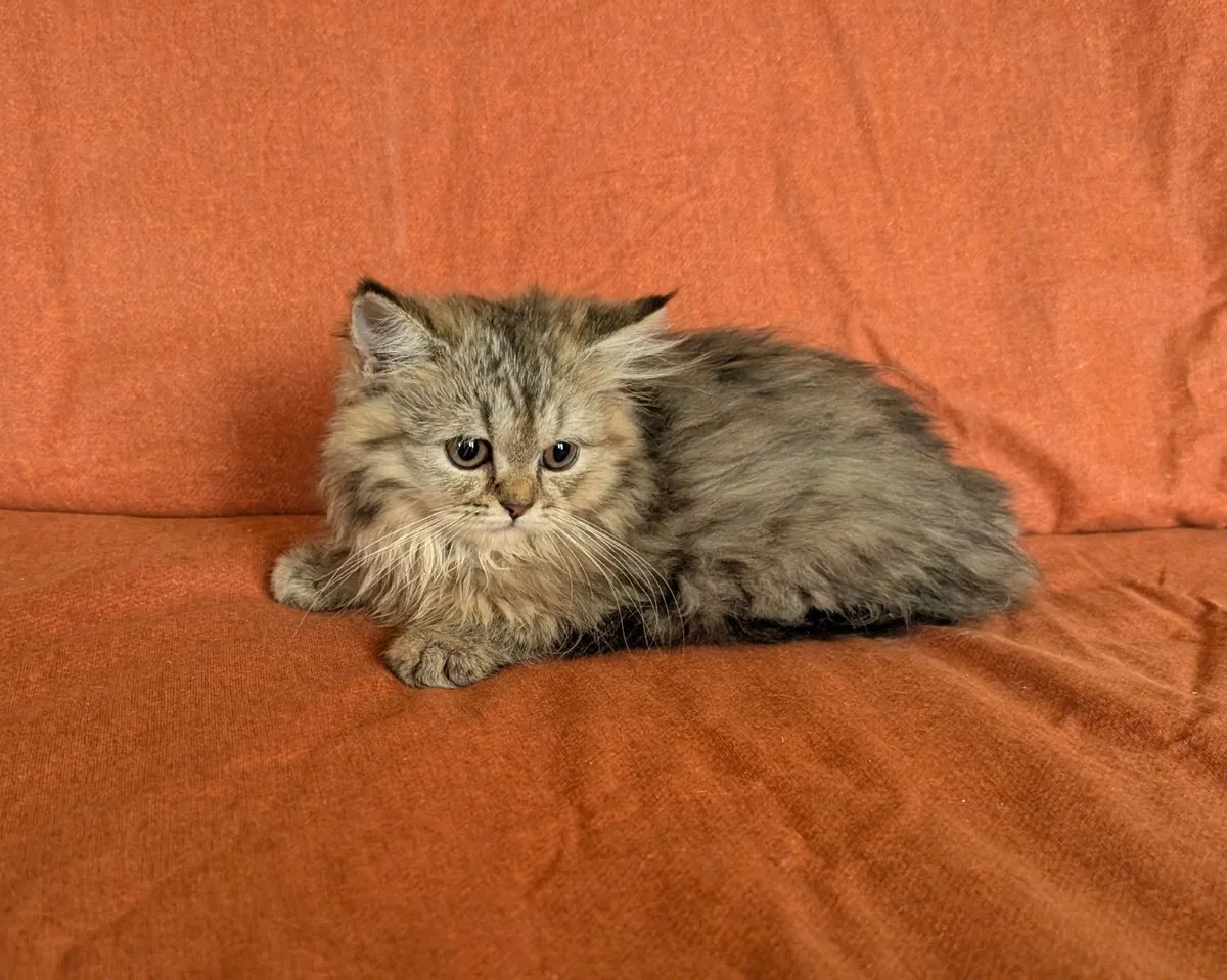 British longhair Kitten - Image 3