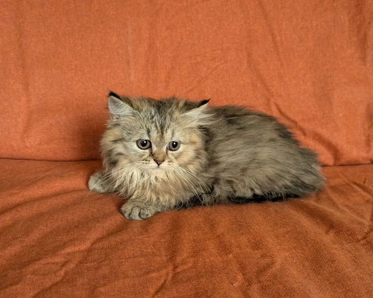 British longhair Kitten - Image 4