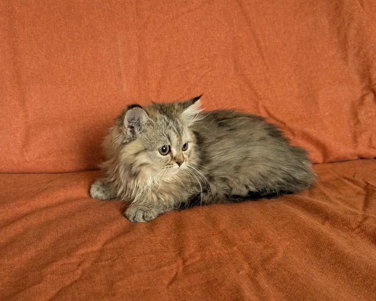 British longhair Kitten - Image 1