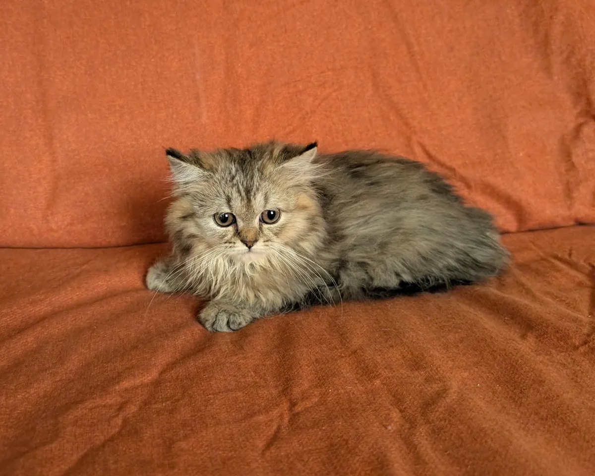 British longhair Kitten - Image 2