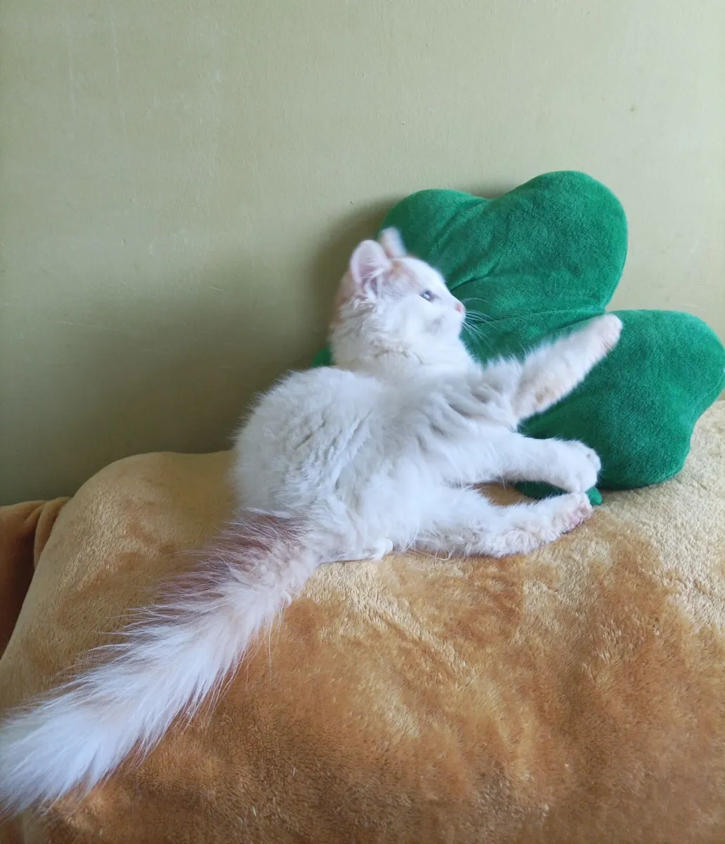 Turkish Van ♥️Kittens♥️ - Image 4