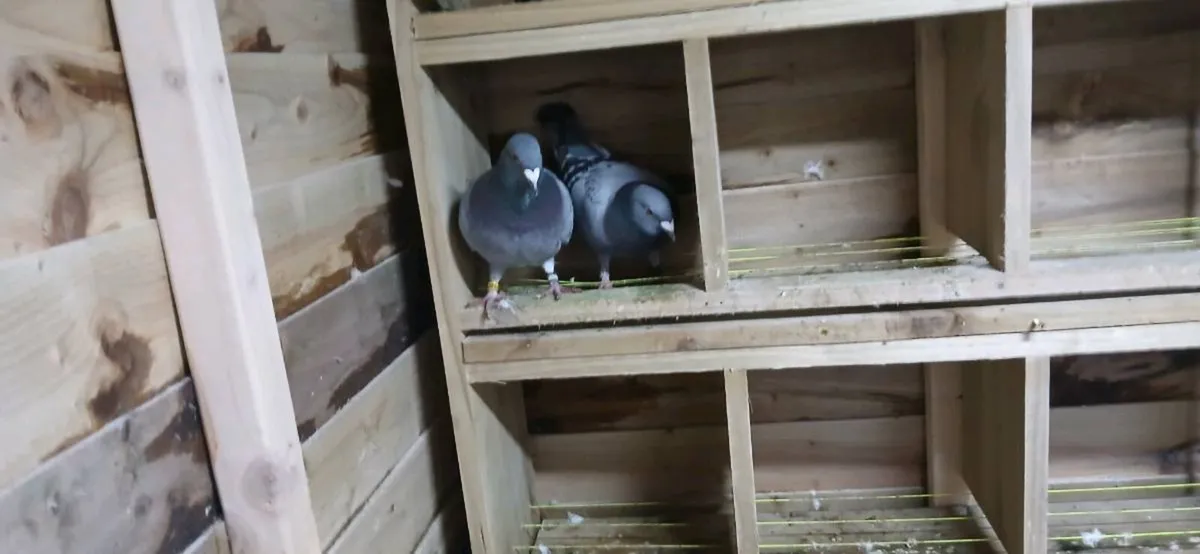 10 racing pigeons - Image 1