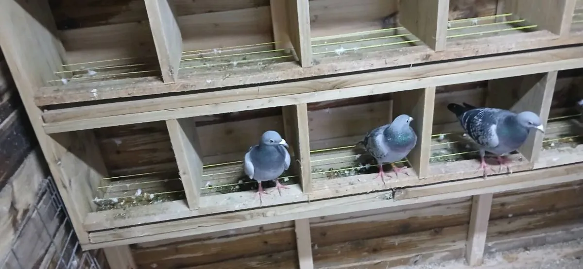 10 racing pigeons - Image 2