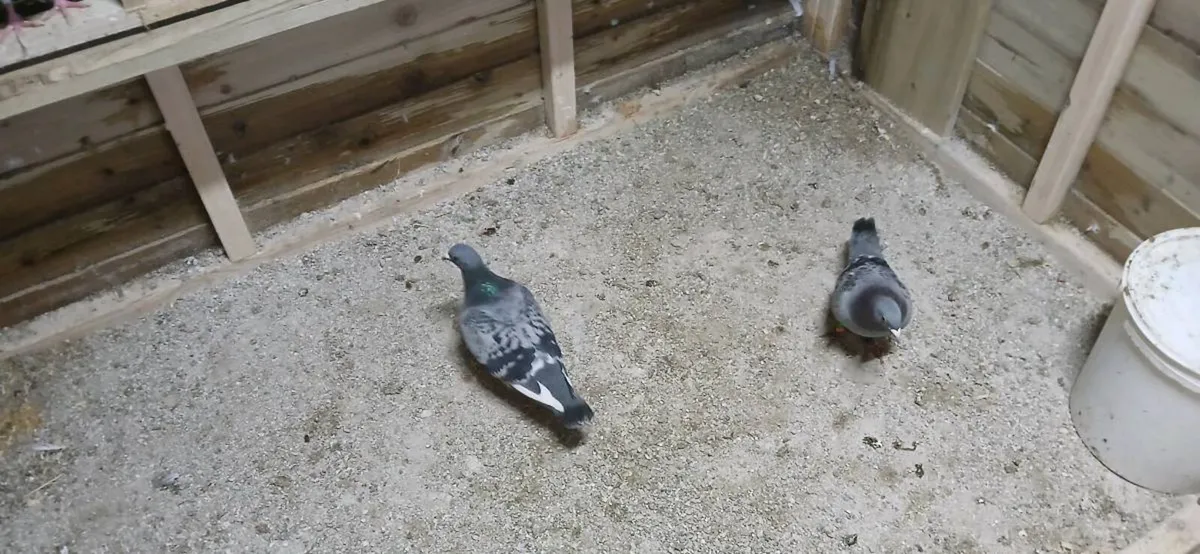 10 racing pigeons - Image 3