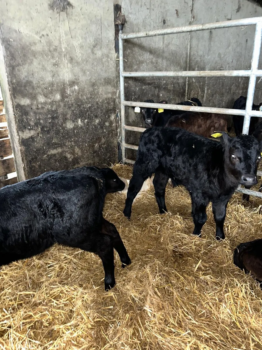 Angus calves - Image 1