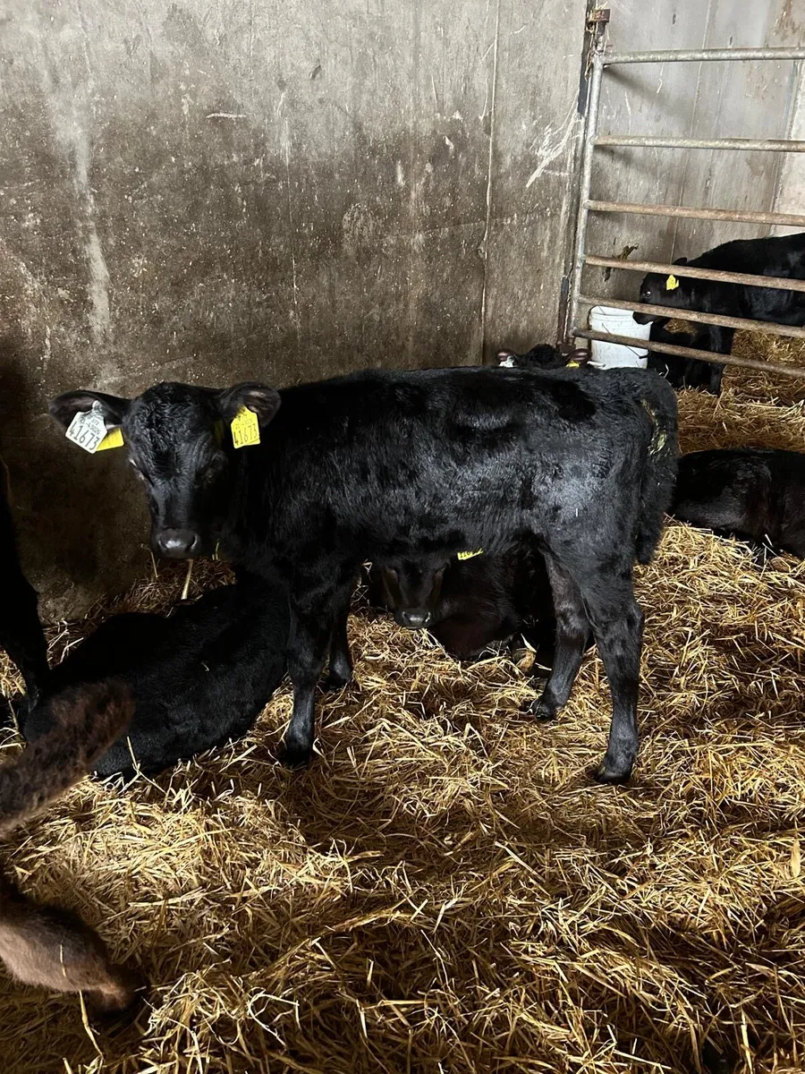 Angus calves - Image 2