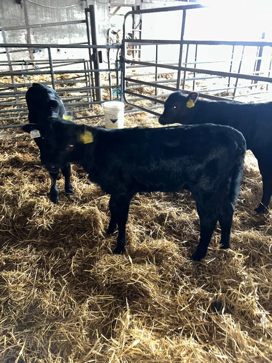 Angus calves - Image 4