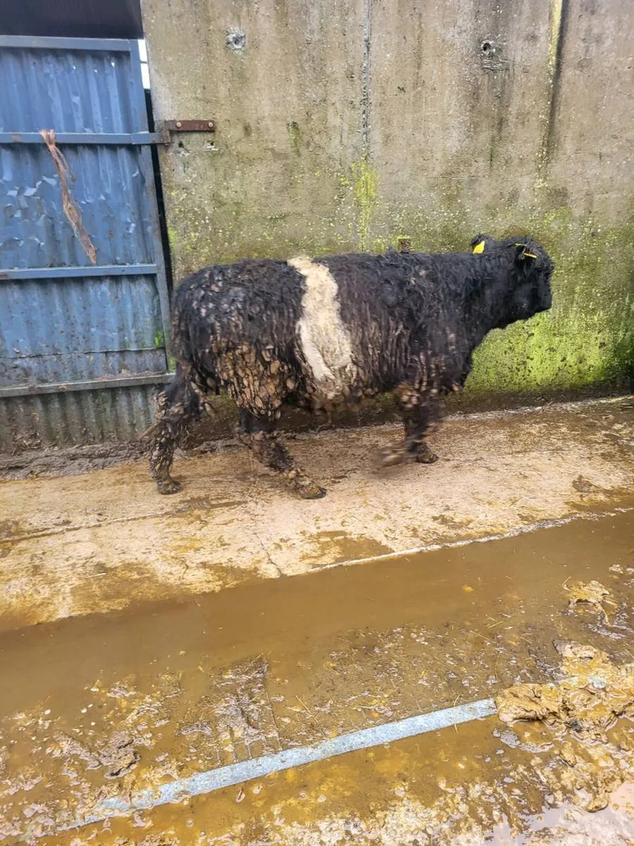 Galloway heifer - Image 1