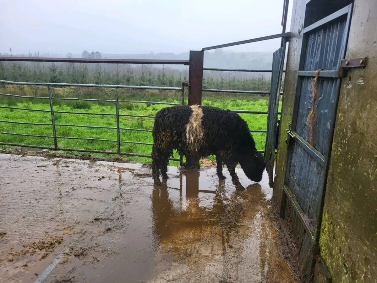 Galloway heifer - Image 2