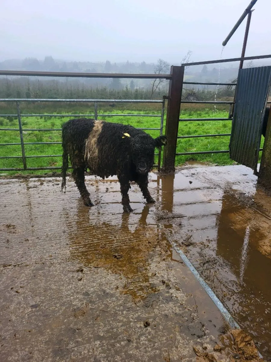 Galloway heifer - Image 4