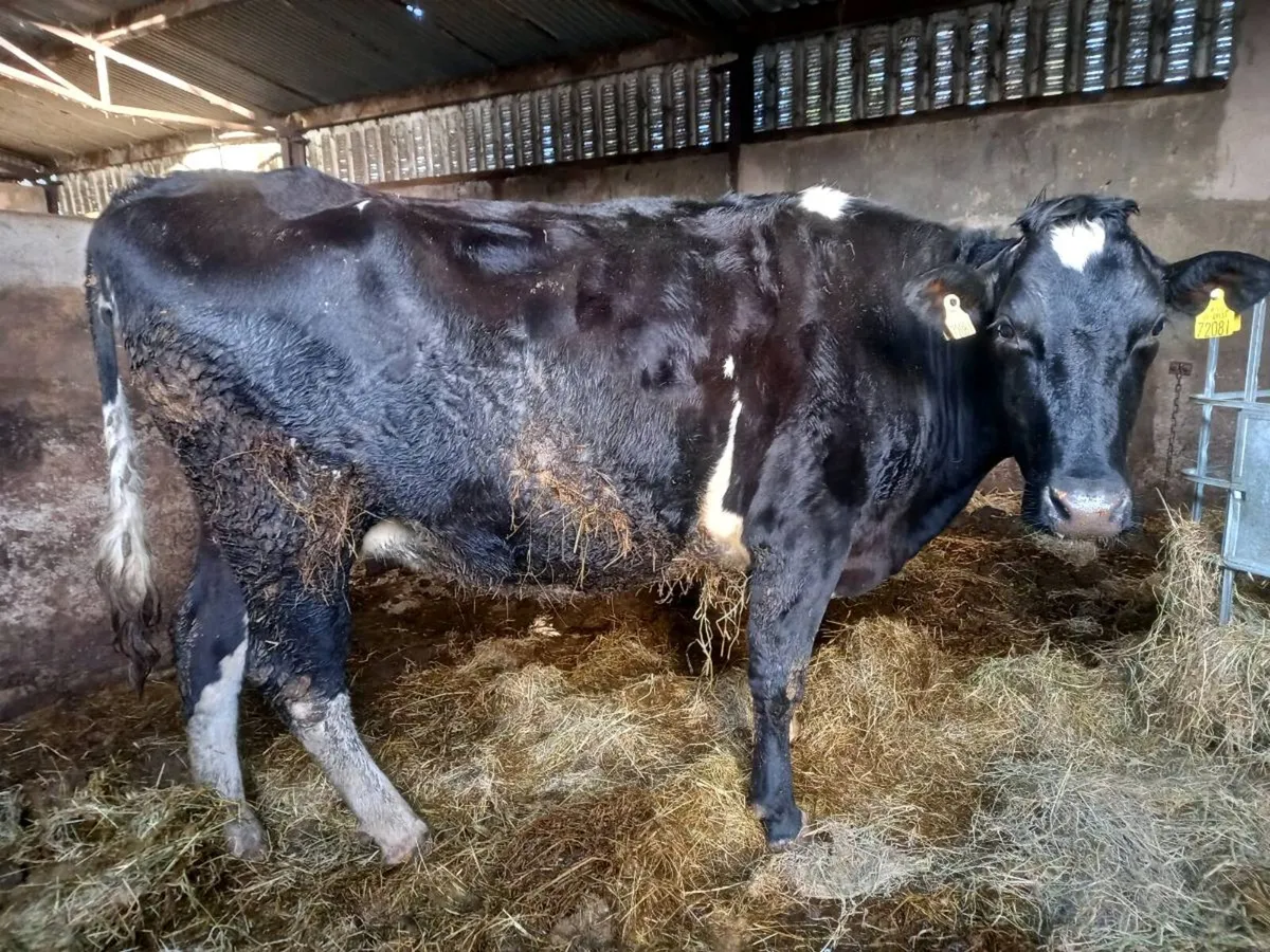 Second calvers - Image 2