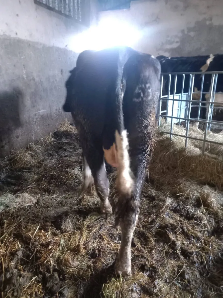 Second calvers - Image 3