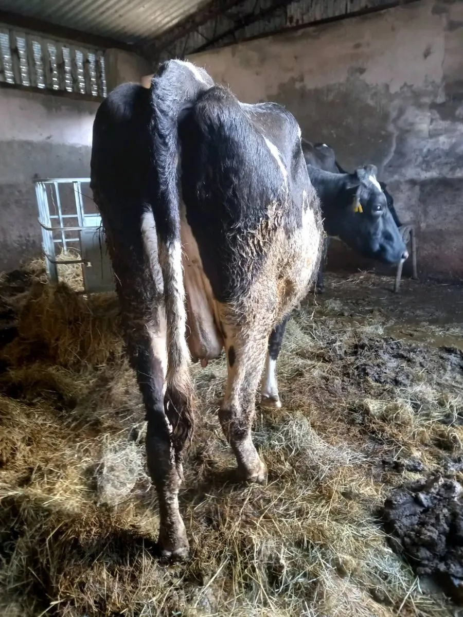 Second calvers - Image 4