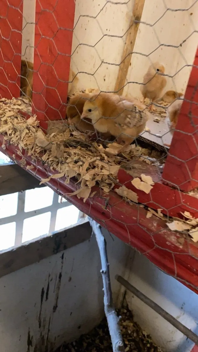 fertile Hatching eggs & Day old chicks-booking now - Image 3