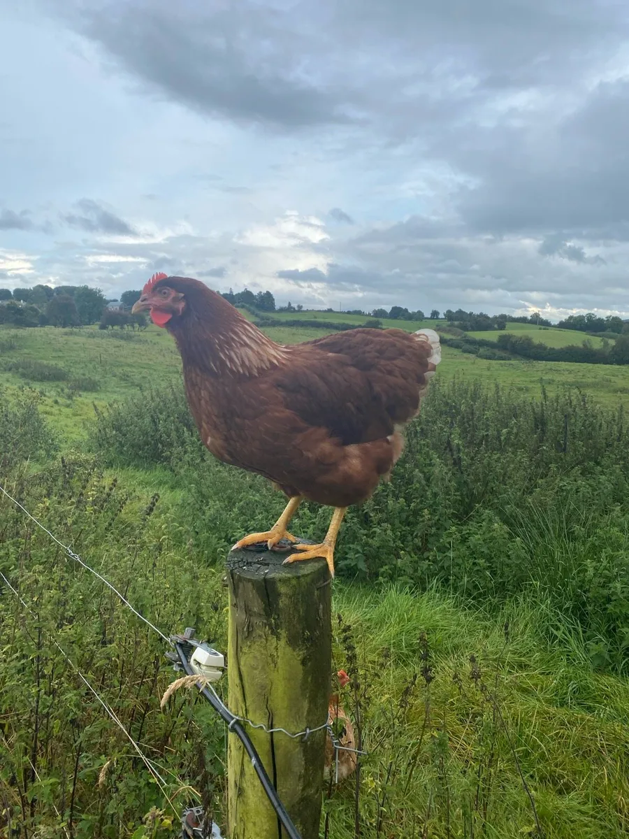 fertile Hatching eggs & Day old chicks-booking now - Image 4