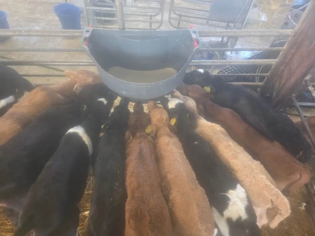 Calves for sale - Image 2