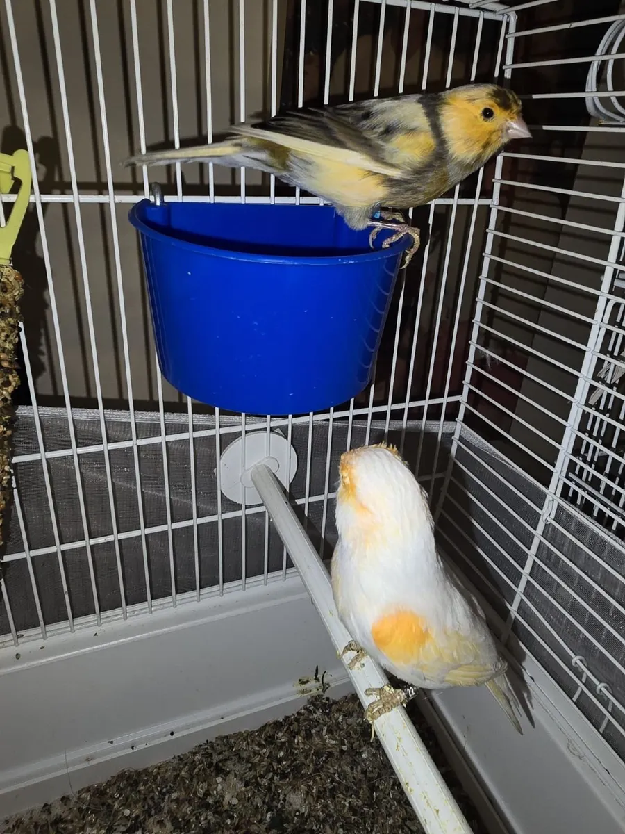 Birds and cages - Image 3