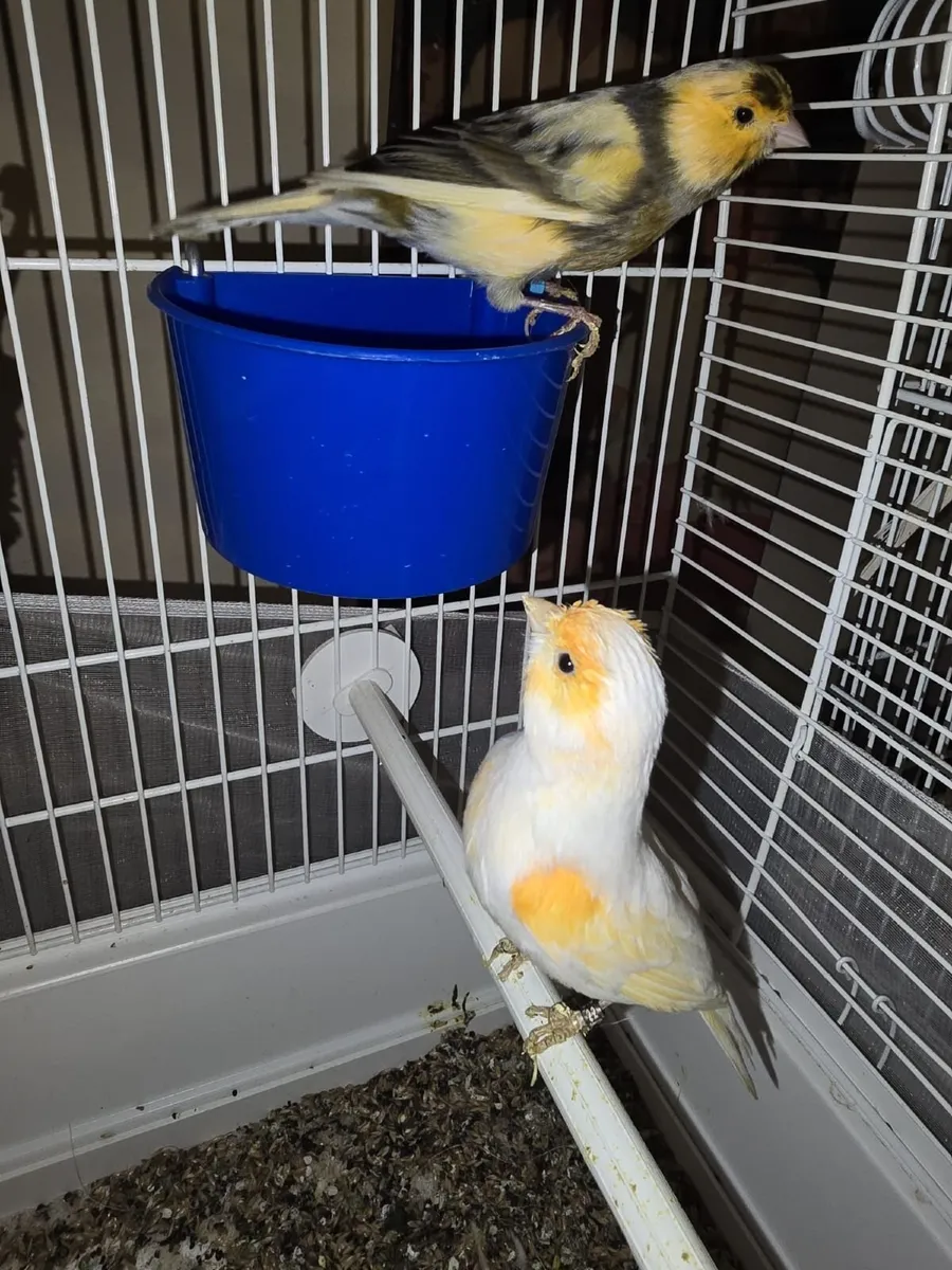 Birds and cages - Image 4