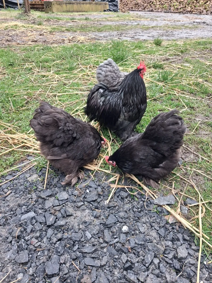 Hatching eggs - Image 3