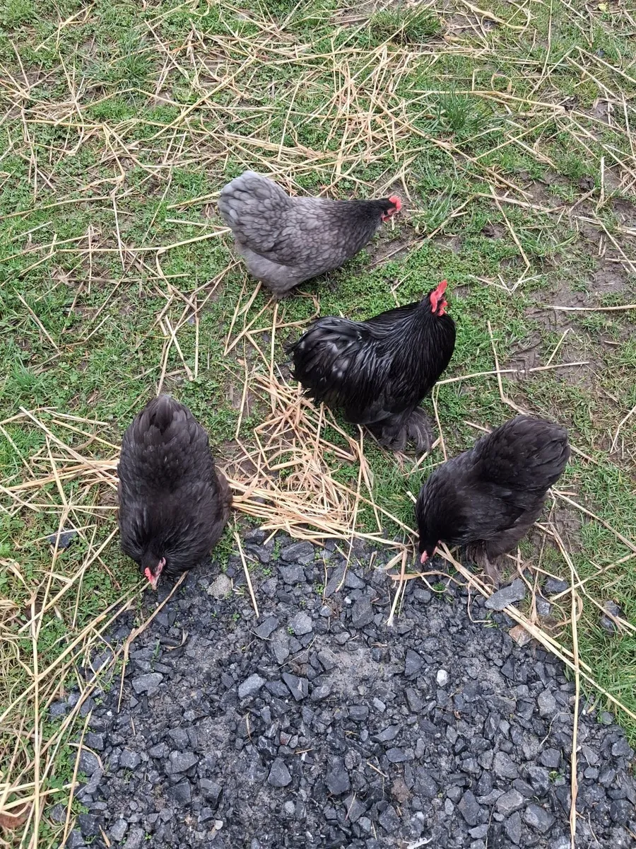 Hatching eggs - Image 4