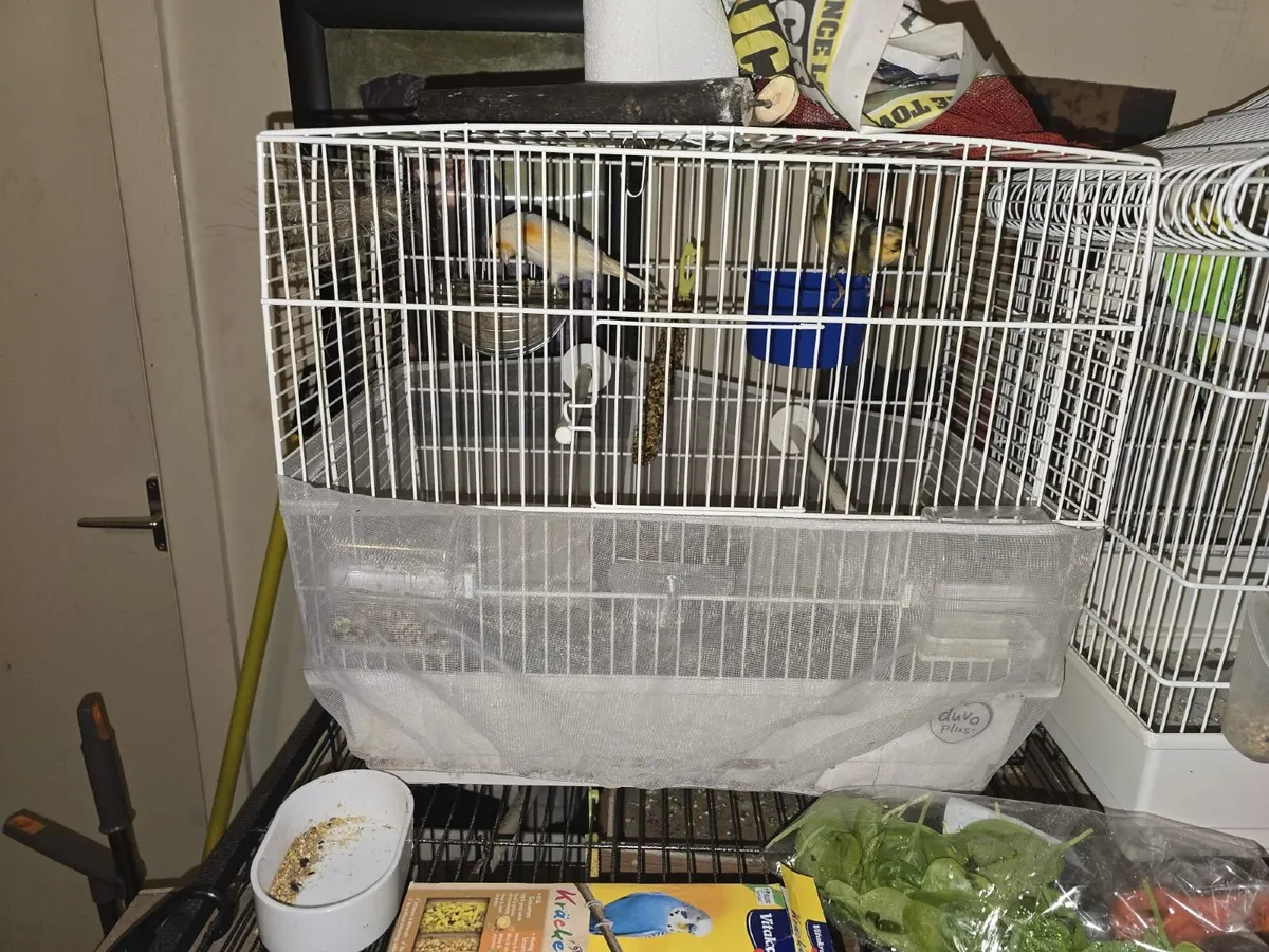Birds and cages - Image 1