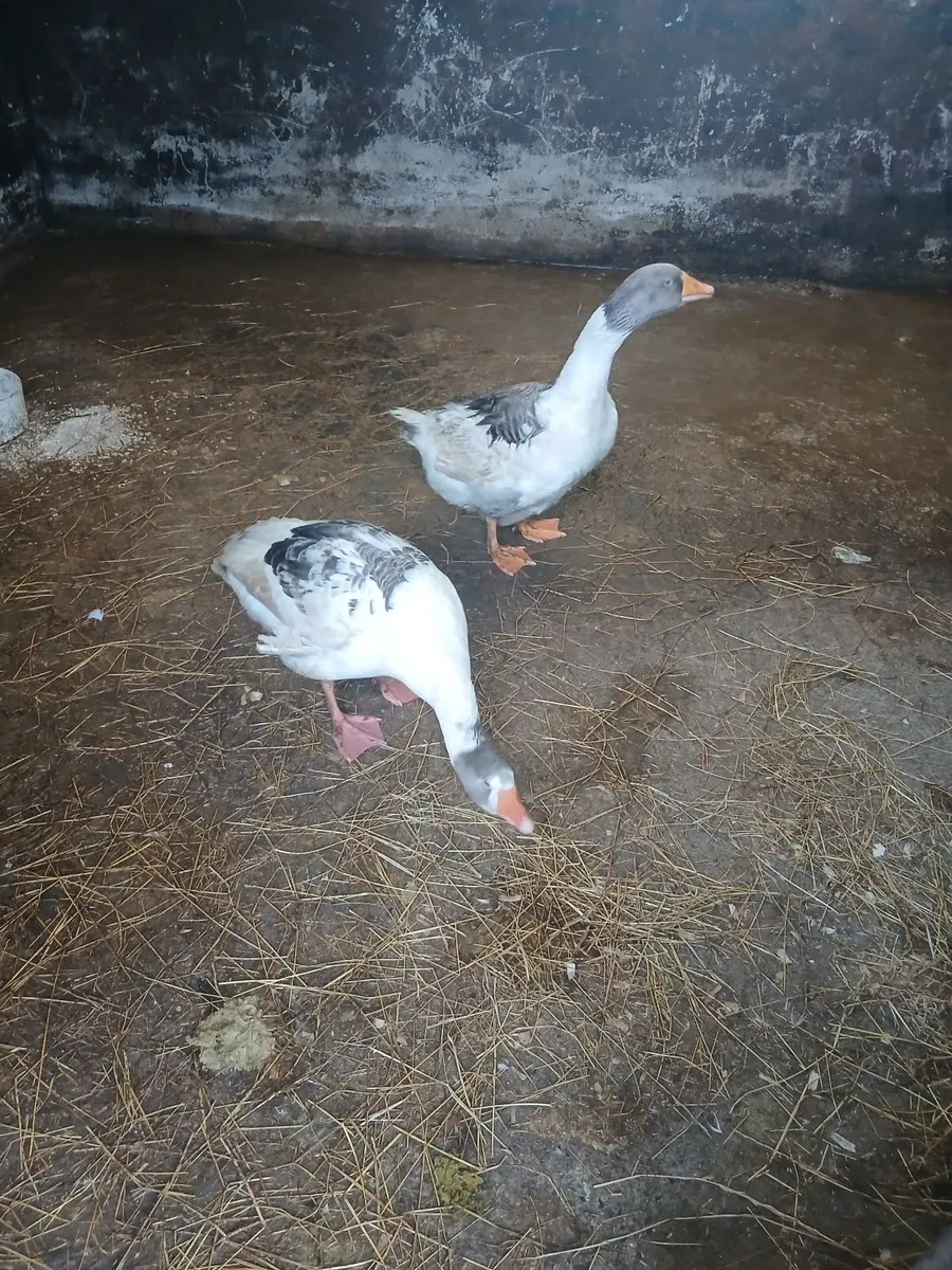 Geese - Image 1