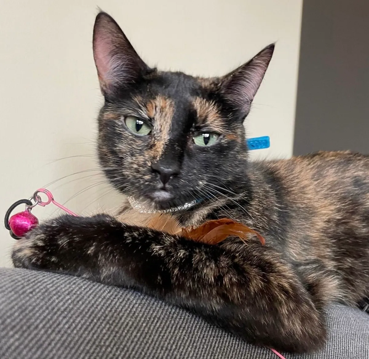 Catstrust adoption and protection. Rescued . - Image 4