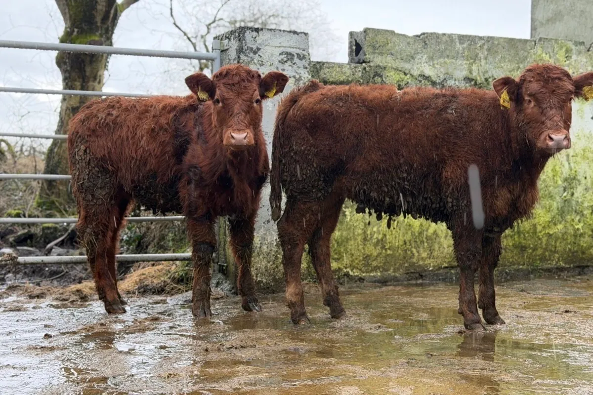 ⭐️2 Super Limousine heifer Weanlings⭐️ - Image 4