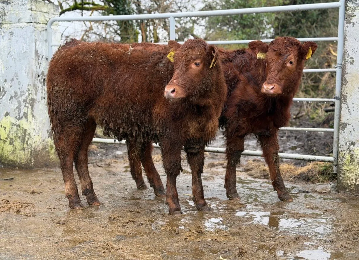 ⭐️2 Super Limousine heifer Weanlings⭐️ - Image 1