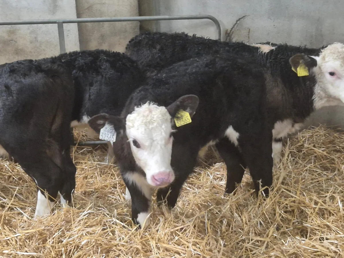 Serious HE & AA Bull Calves - Image 1