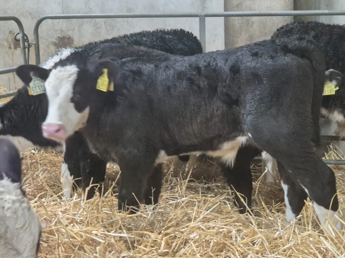 Serious HE & AA Bull Calves - Image 4