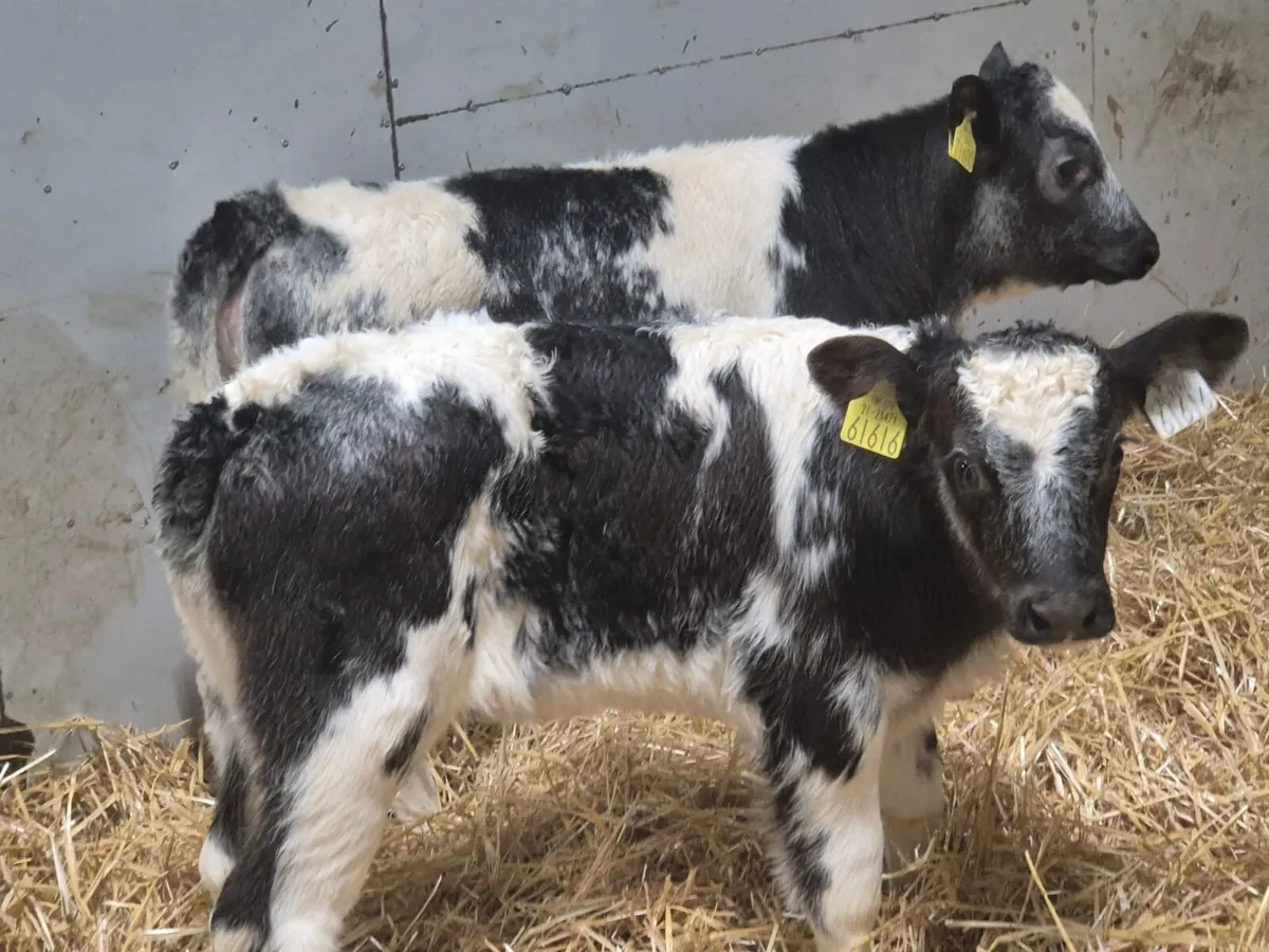 Super AI Bred Shorthorn Heifer Calves - Image 2