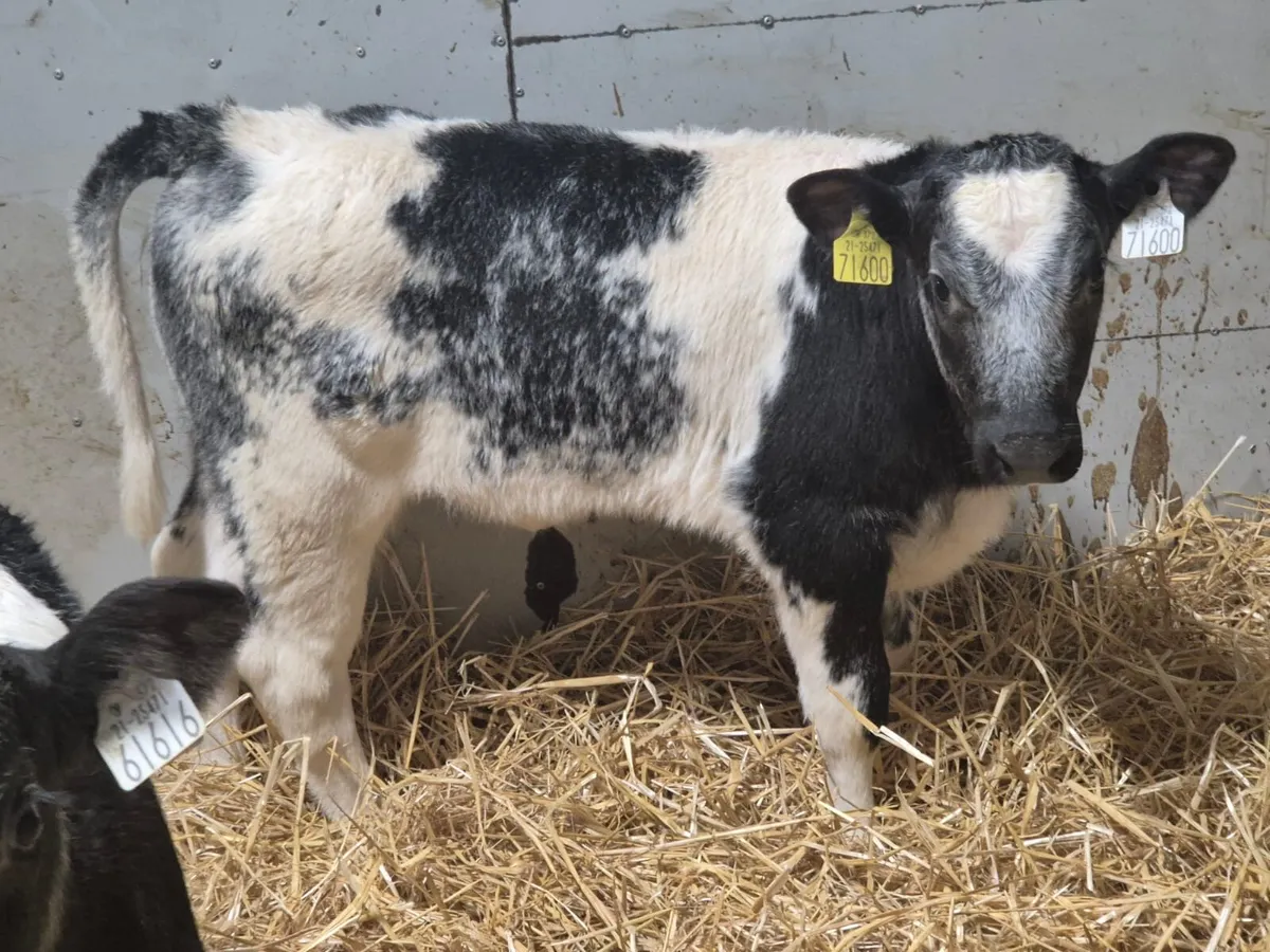 Super AI Bred Shorthorn Heifer Calves - Image 3