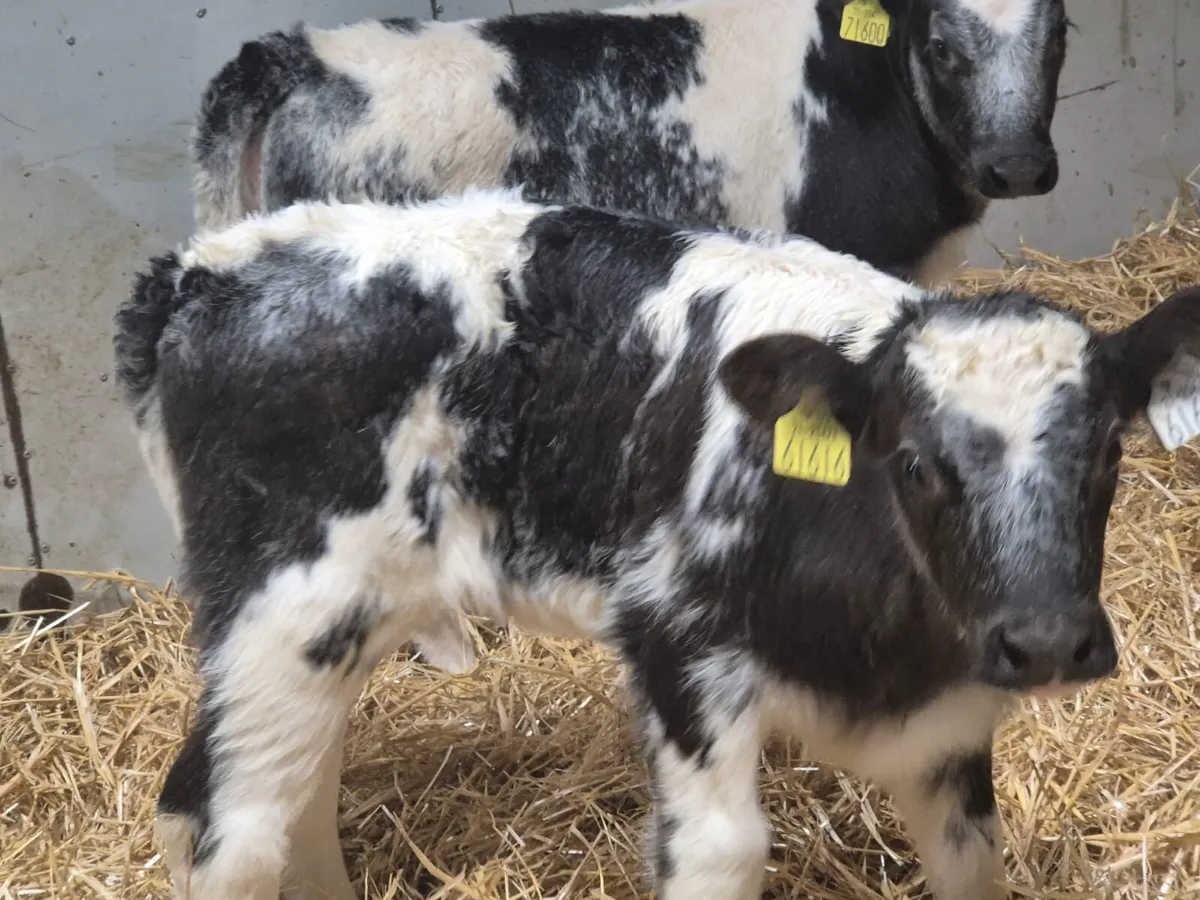 Super AI Bred Shorthorn Heifer Calves - Image 4