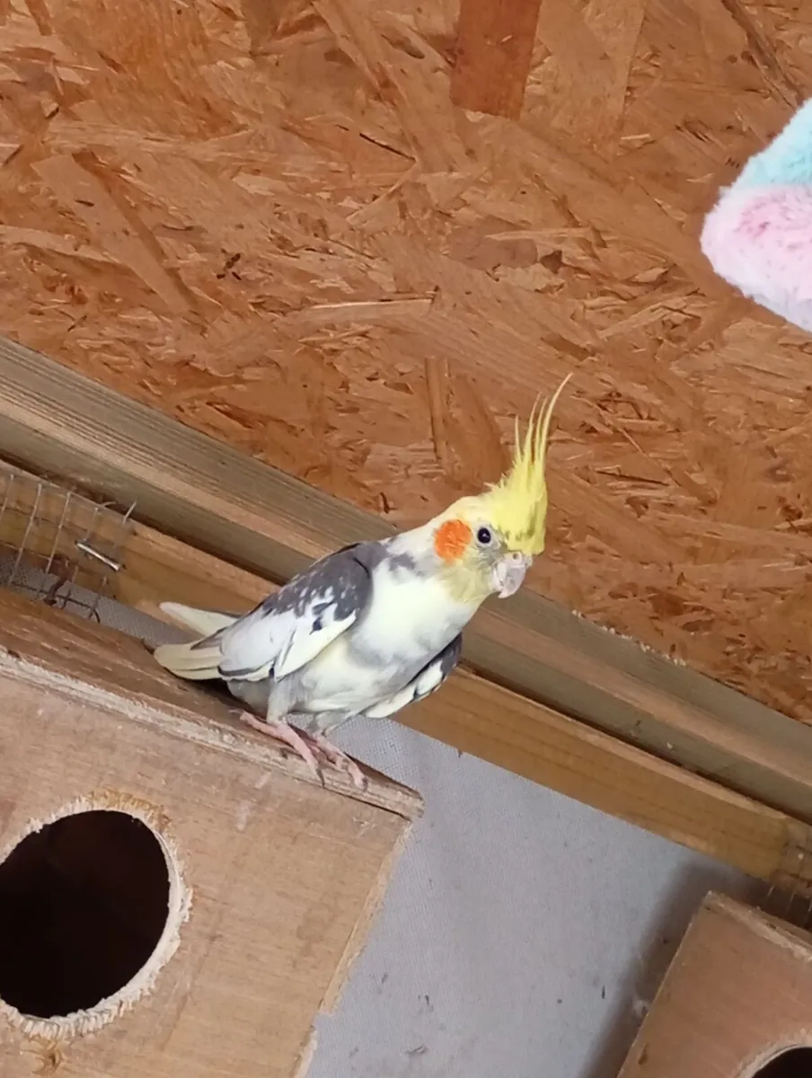 Guinea pig/ cockatiels available - Image 1