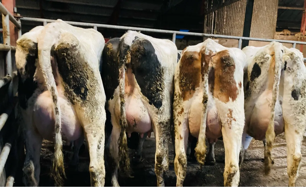 Special Entry - Omagh Mart Mon 23rd Feb - Image 1