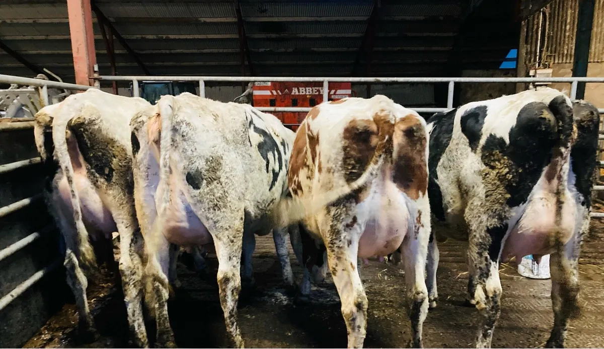 Special Entry - Omagh Mart Mon 23rd Feb - Image 2