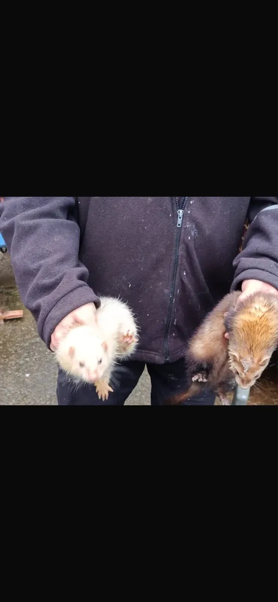 Ferrets - Image 2
