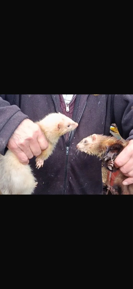Ferrets - Image 1