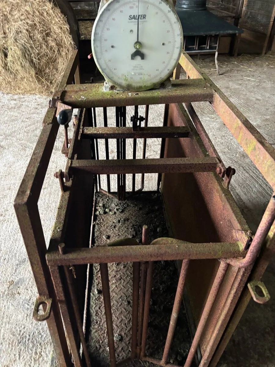 Sheep Scales - Image 1