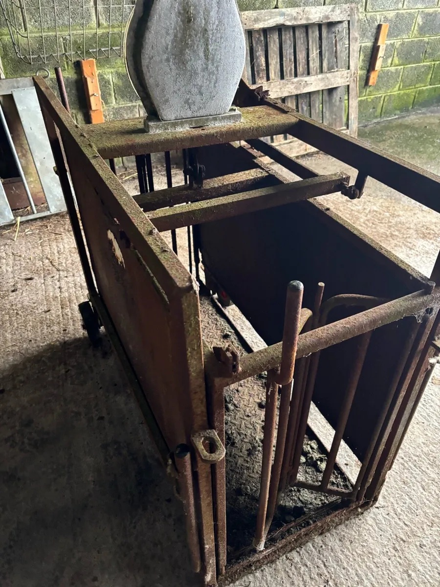 Sheep Scales - Image 4