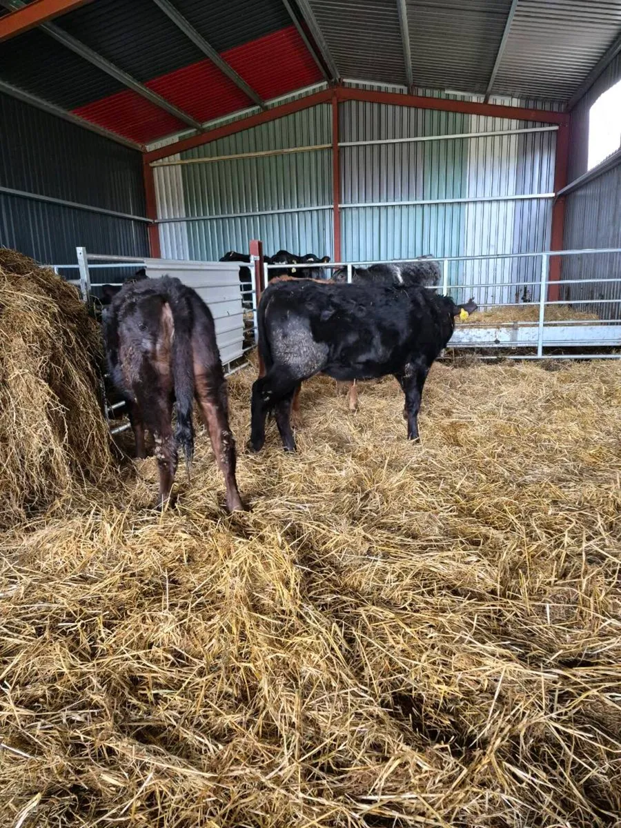 3 angus heifers - Image 1